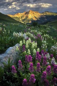 Landscape view of a deep field of purple and white wildflowers that extends in a valley leading to rocky mountains in the distance.