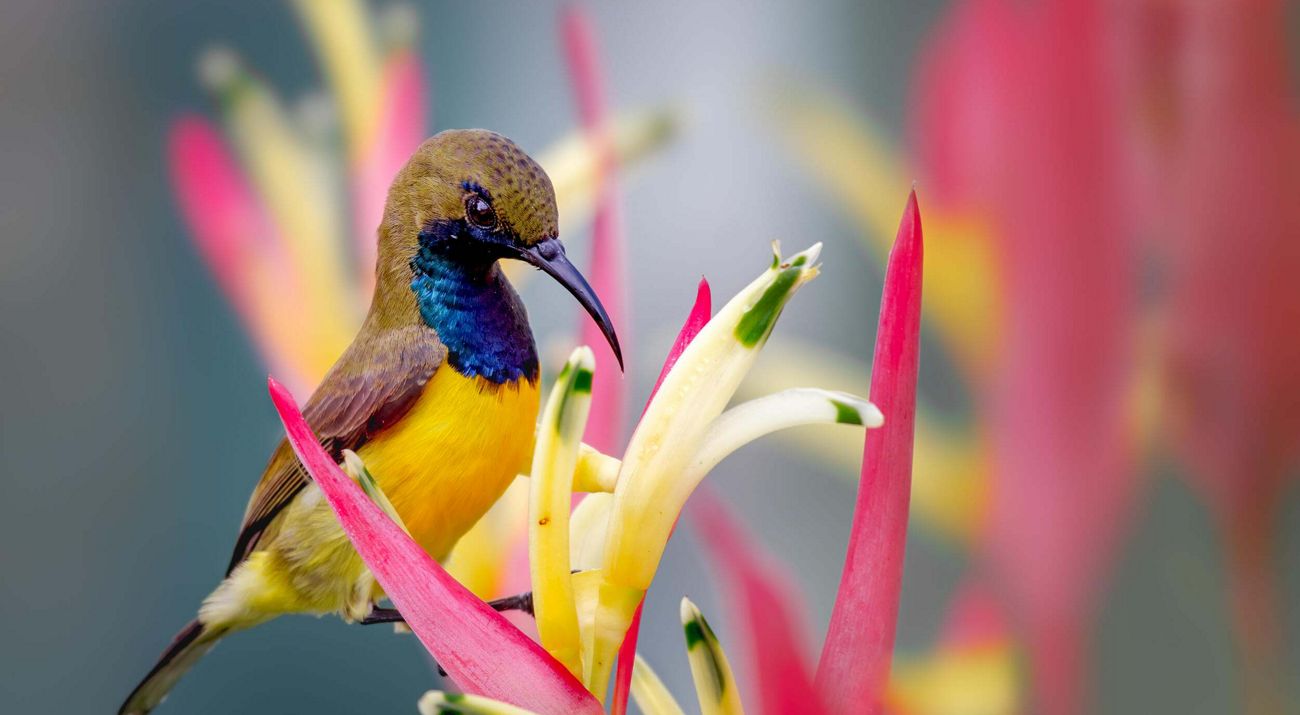 a colorful bird with a long beak sits atop a colorful flower.