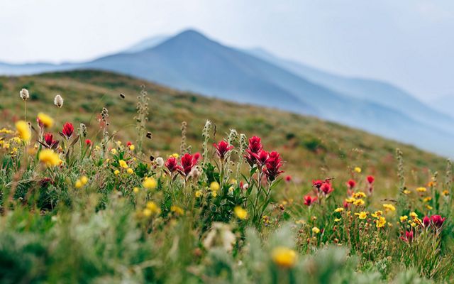 Wildflowers bloom on a green hill with mountains in the background. 