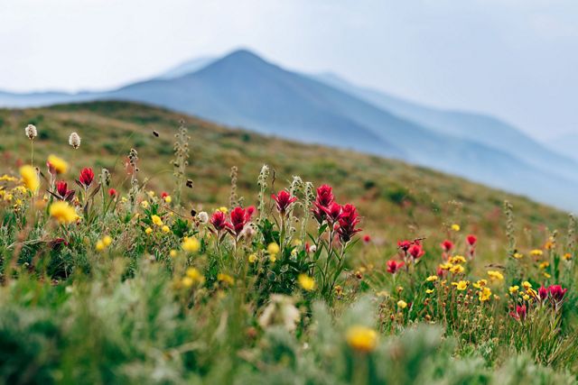 Field of flowers with the Colorado Rockies behind them.