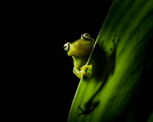A closeup of an Ecuadorian frog peeking over a leaf.