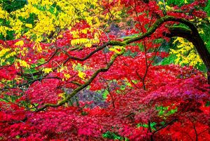  View of vibrant red and yellow leaves on a curving tree branch.