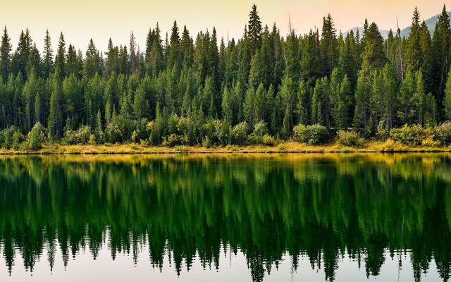 Pine and spruce trees reflect off of a lake.