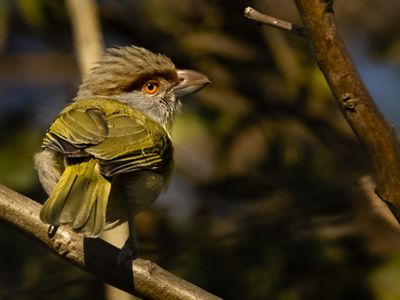 Photo of a greenish-brown bird with orange and black eyes perched on a limb.