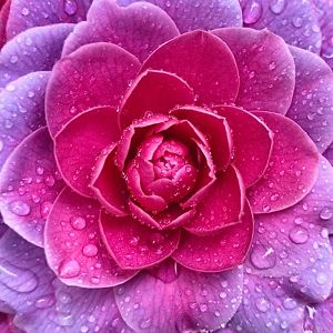 Closeup view of a pink camellia flower in bloom, with dewdrops covering its petals.