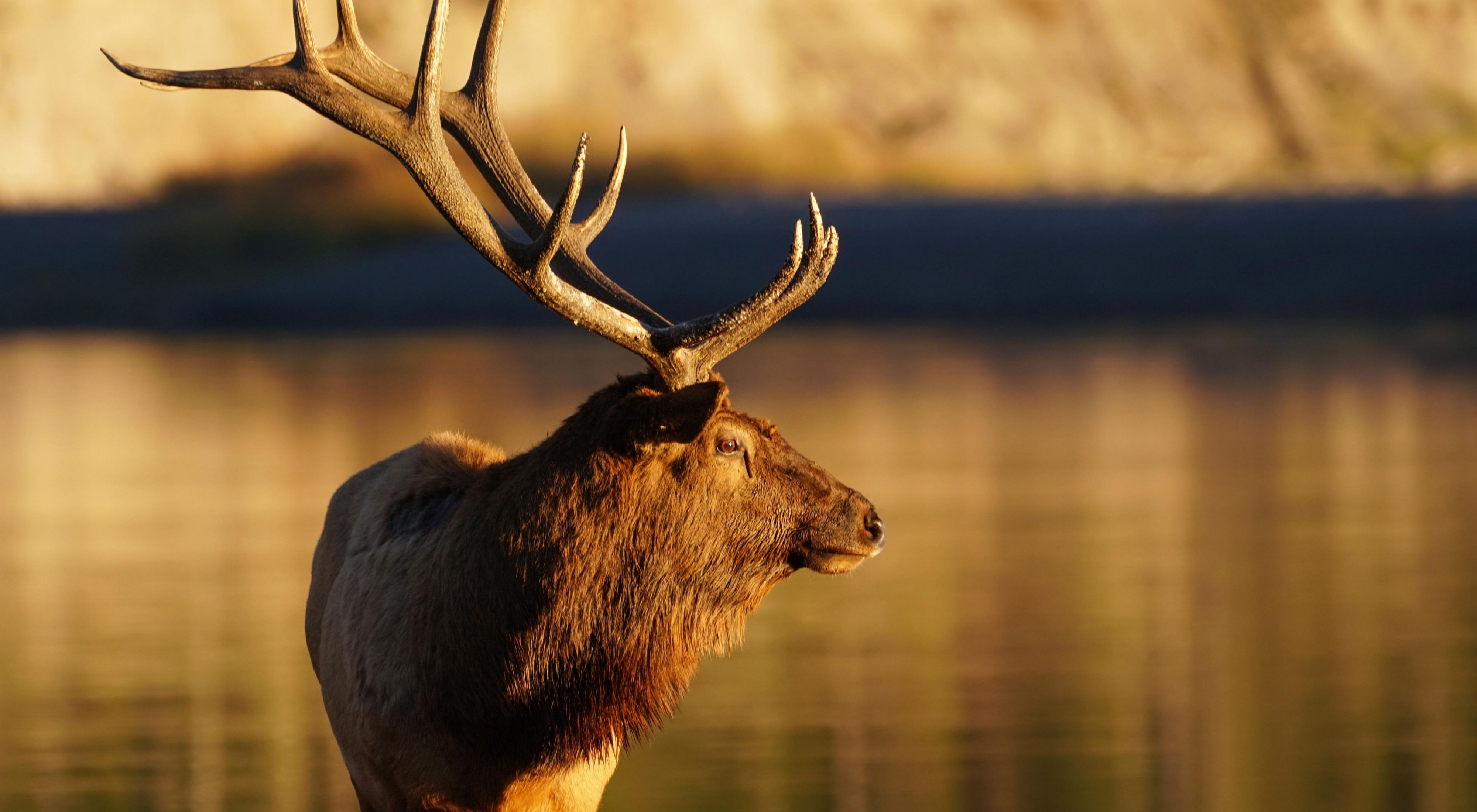 A bull elk at sunset in front of water in Yellowstone National Park.
