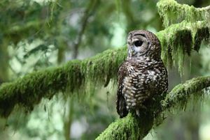 Northern spotted owl in a tree with moss.