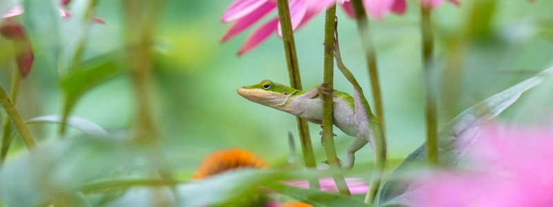 A small green lizard climbs among pink flower petals, green leaves and orange seeds