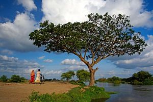 Two people walking past a tall tree.