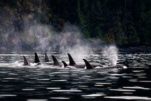 Orca pod traveling together. 