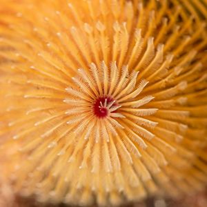 Closeup view of the delicate orange spirals of an underwater Christmas tree worm.