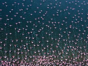 A overhead picture of a flock of flamingos