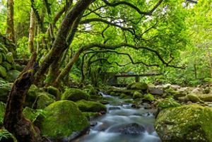 a rocky stream flows between moss-covered rocks and long windy trees that bend to form a unique canopy over the water. A concrete bridge stands in the background.