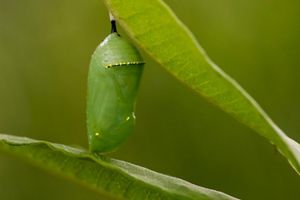A closeup of a monarch butterfly chrysalis, or cocoon, hanging from a leaf.