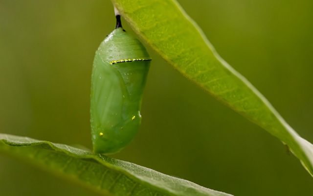 A closeup of a monarch butterfly chrysalis, or cocoon, hanging from a leaf.