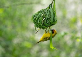 A bright bird hangs from a spherical nest of grass and holds a single blade of grass in its beak