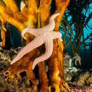 Estrella de mar en bosques de huiro frente a las costas de Algarrobo, Chile. 