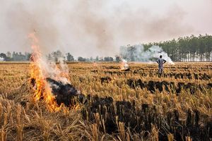 A farmer is burning stubble after crop harvest.