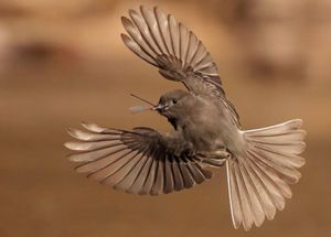 A brown bird is pictured mid flight with its wings spread and a large bug in its mouth.