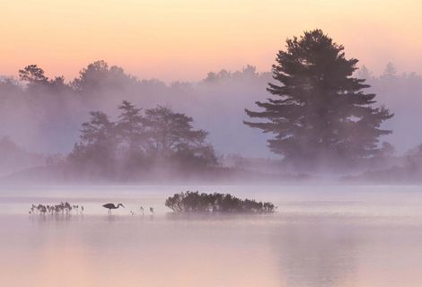 A bird stands in shallow water as mist rolls over the surrounding trees and the sun begins to rise, giving the photo a pink and orange glow.