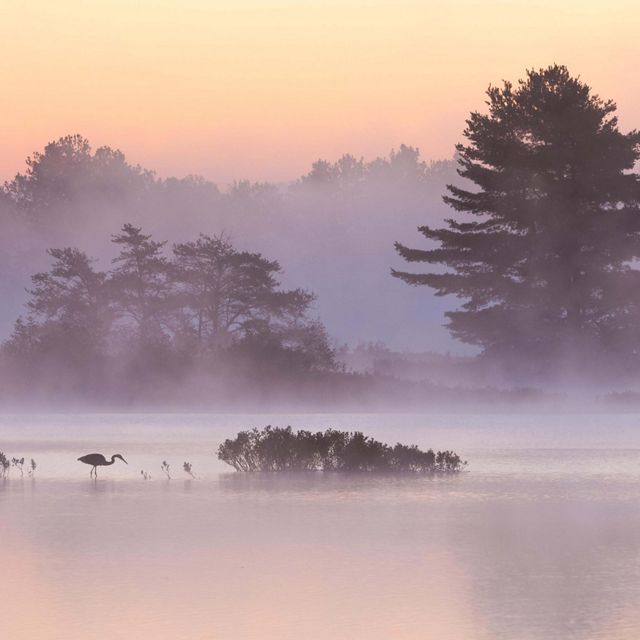 A bird stands in shallow water as mist rolls over the surrounding trees and the sun begins to rise, giving the photo a pink and orange glow.