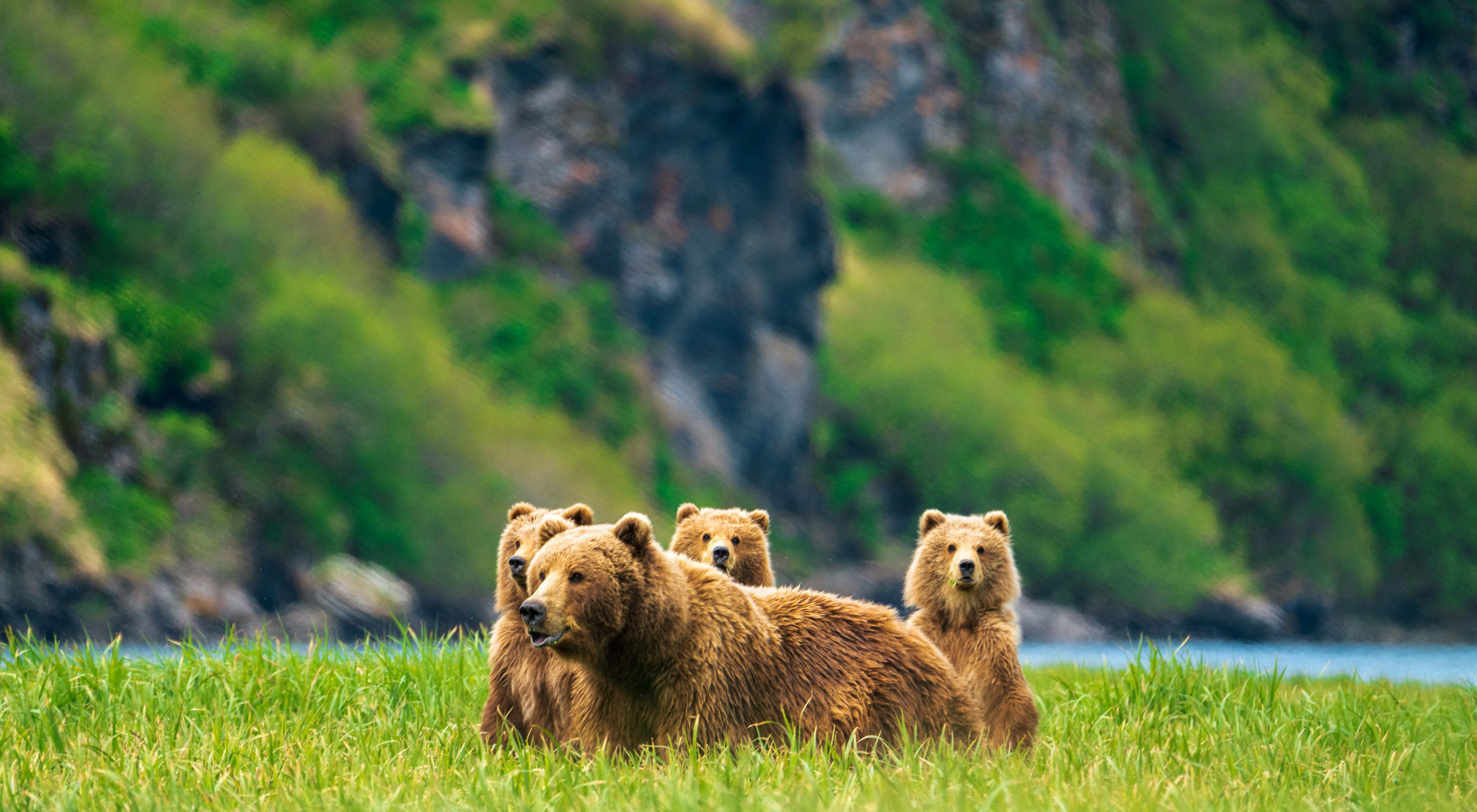 A coastal brown bear mother grazes in a waterfront meadow with her three cubs on a sunny day in Kodiak, Alaska.