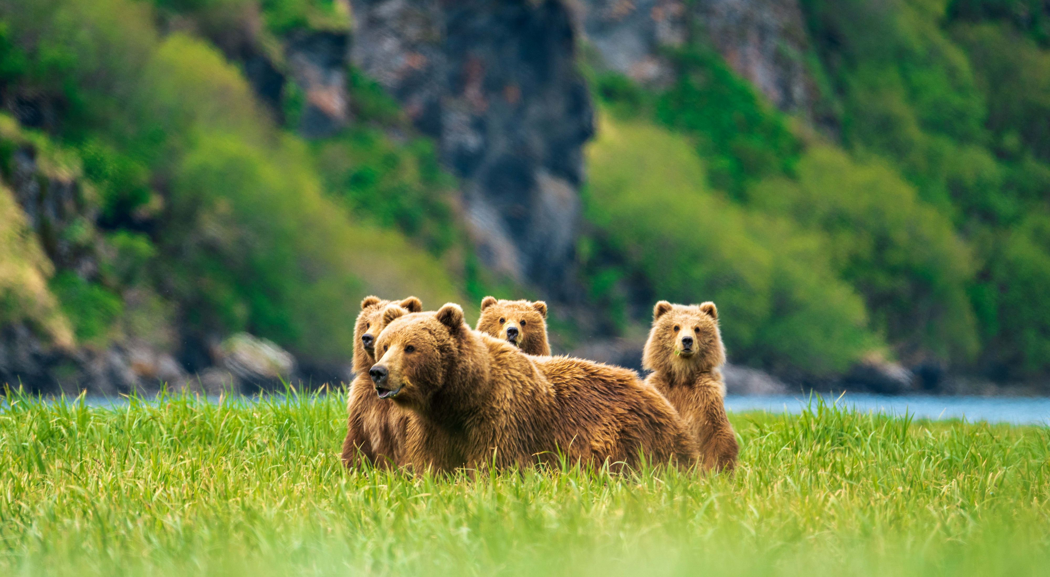 Mama brown bear and her cubs