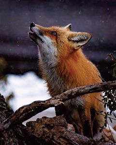 A red fox with a white throat looks up at something above it while a light snow falls around it.