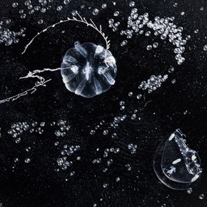 El plancton es un diminuto eslabón esencial para la vida en el océano.