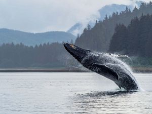Whale Breach // Humpback whale breaching, near Hoonah AK.