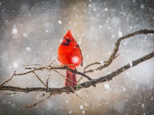 A cardinal sitting on a tree branch on a snowy day.