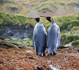 two king penguins looking to the left.
