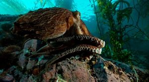 Un pulpo en el canal Beagle.