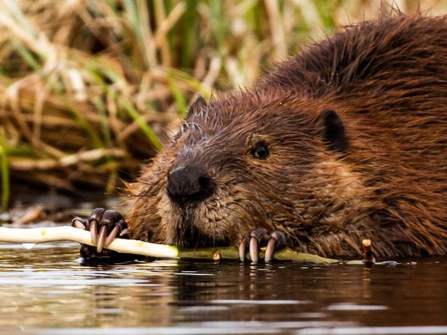 A beaver, a medium-sized furry semi-aquatic mammal, lays in water while holding onto a thin branch with its long claws showing.