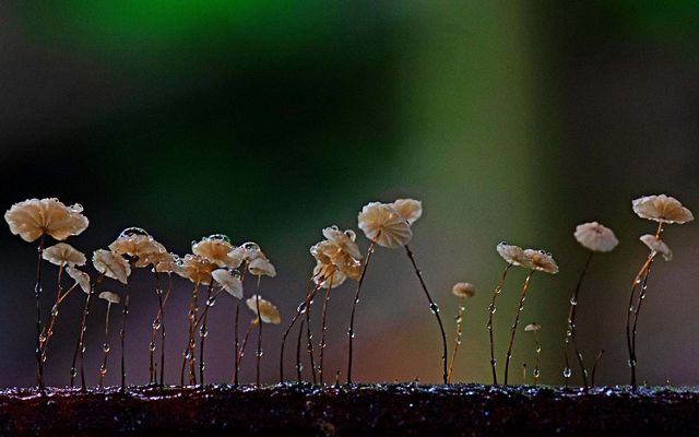 TINY BEAUTY