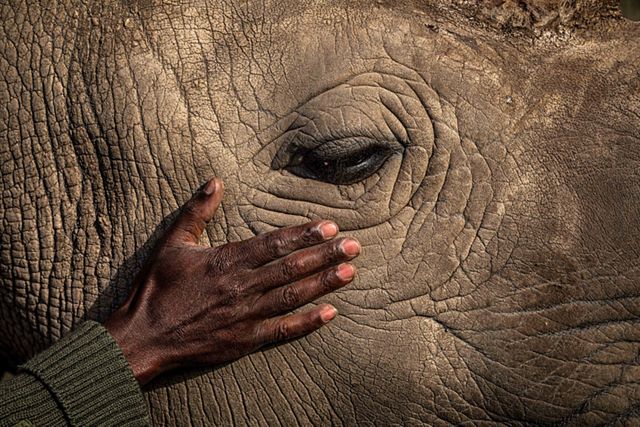 Fotografía en primer plano del lado de la cabeza de un elefante, que muestra solo el ojo y el área alrededor con la mano de un hombre acariciando la piel.