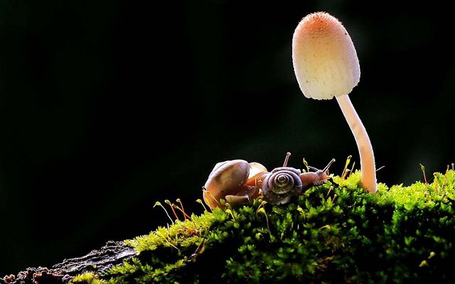 Mushroom