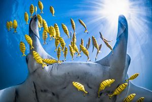 Una mantarraya nada acompañada de un cardumen de jureles dorados jóvenes en el Arrecife Ningaloo, Australia.