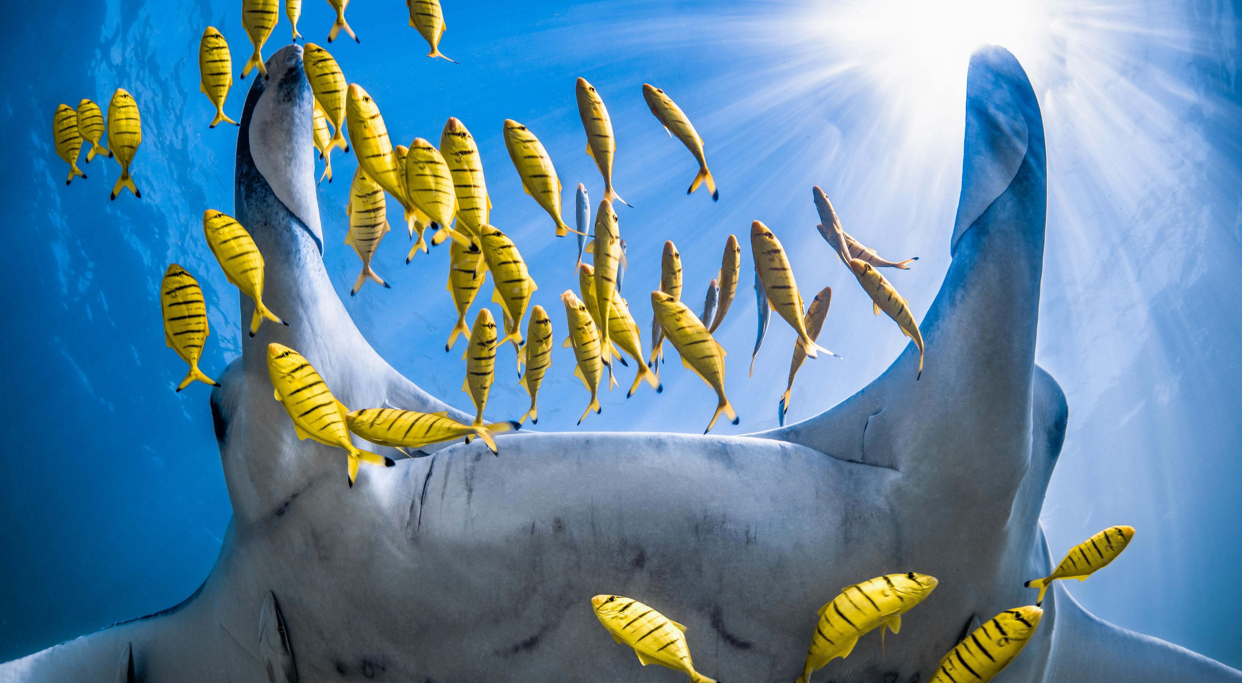Fotografía submarina de una mantarraya que pasa por encima acompañada por un séquito de pequeños peces amarillos en el arrecife de Ningaloo, Australia Occidental.