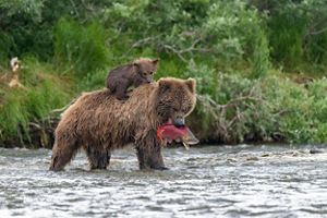 Bears eating salmon.