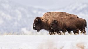 Bison and calf walking through the snow