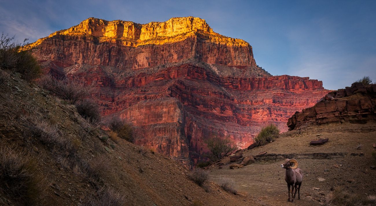 View of a mountain during sunset with a desert bighorn sheep standing in the foreground.