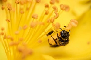 A close-up of a bee on a yellow flower.