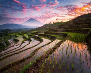 A terraced rice farm with a sunset and mountains.