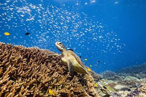 A green sea turtle resting on a throne of hard corals while hundreds of fishes saluted her from above off shore of Heron Island.