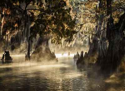 Bald cypress trees rise up from the waters of the Atchafalaya, surrounded by mist and fog.