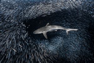 A shark creates a hole in a massive bait ball of small fish as it swims through looking for a meal.
