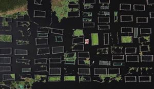 Rectangular fish pens create an abstract geometry on the surface of a lake.