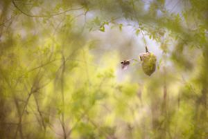 A small bird flies away from a basket shaped nest that dangles from a thin branch. The nest is framed by the greenery of surrounding trees and shrubs.