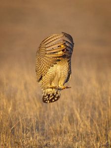 A brown and white bird leaps into the air above the Kansas prairie, folding its wing tips into itself to hide its face.